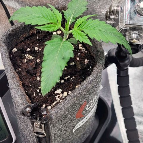 Dance world cbd growlog timeline photo