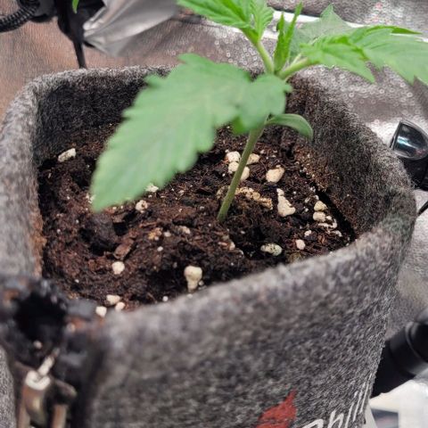 Dance world cbd growlog timeline photo
