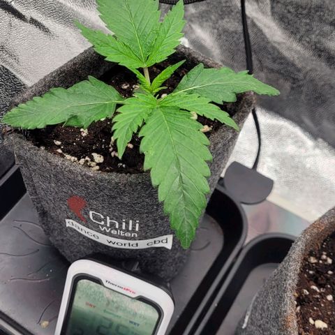 Dance world cbd growlog timeline photo