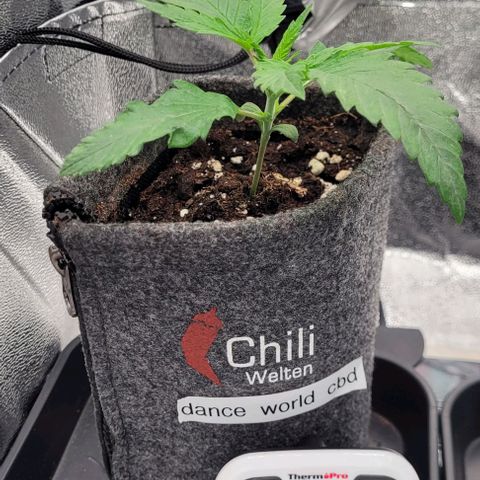 Dance world cbd growlog timeline photo