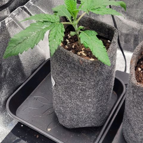 Dance world cbd growlog timeline photo