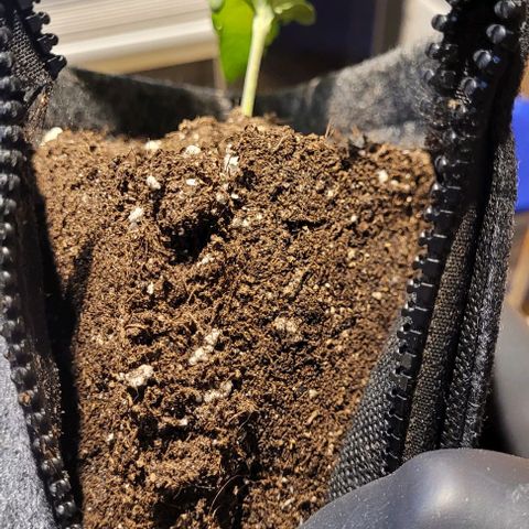 Dance world cbd growlog timeline photo