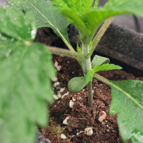 Dance world cbd growlog timeline photo