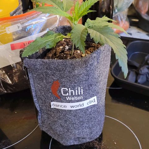 Dance world cbd growlog timeline photo