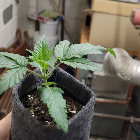 Dance world cbd growlog timeline photo