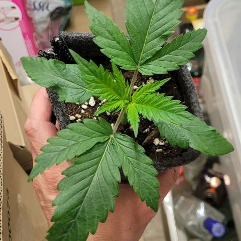 Dance world cbd growlog timeline photo