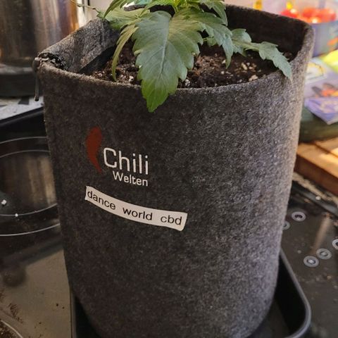 Dance world cbd growlog timeline photo