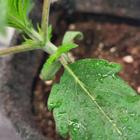 Dance world cbd growlog timeline photo