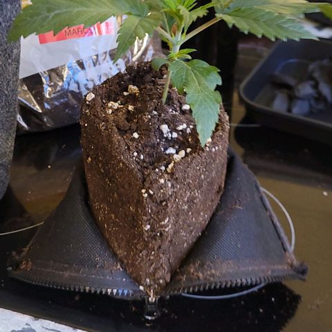 Dance world cbd growlog timeline photo
