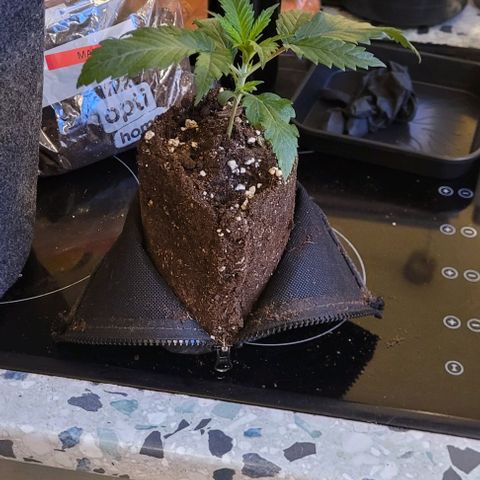 Dance world cbd growlog timeline photo