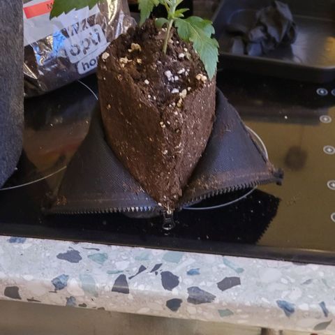 Dance world cbd growlog timeline photo