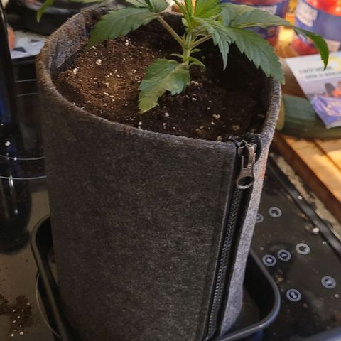 Dance world cbd growlog timeline photo