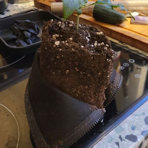 Dance world cbd growlog timeline photo