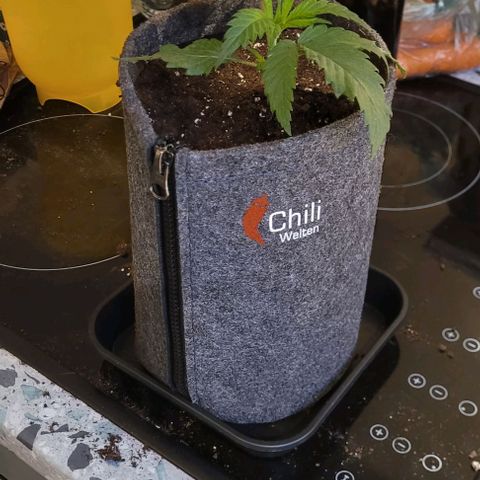 Dance world cbd growlog timeline photo