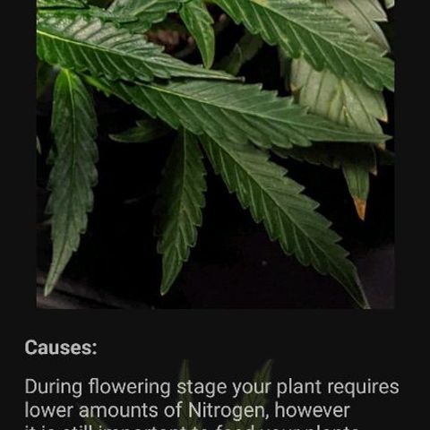 Dance world cbd growlog timeline photo