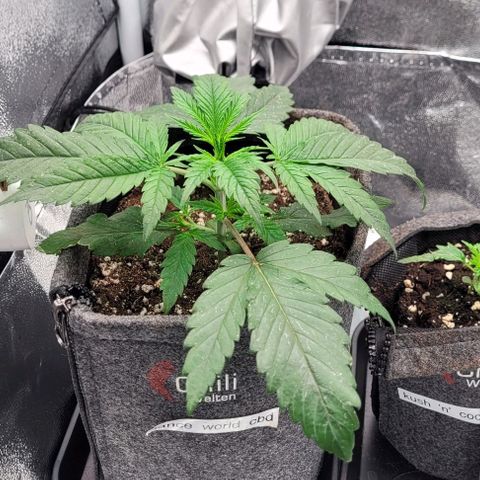 Dance world cbd growlog timeline photo