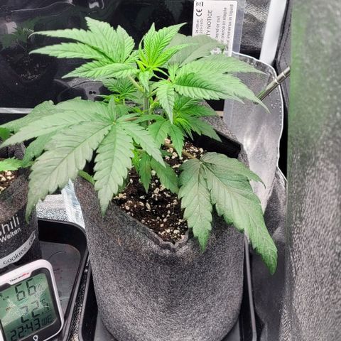 Dance world cbd growlog timeline photo