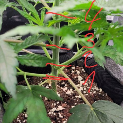 Dance world cbd growlog timeline photo