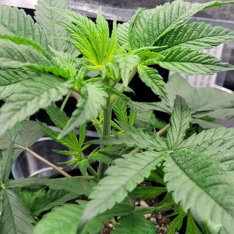 Dance world cbd growlog timeline photo
