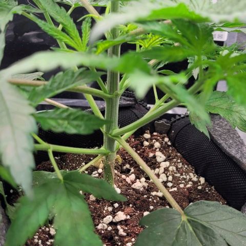 Dance world cbd growlog timeline photo
