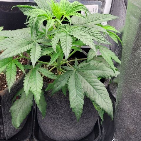 Dance world cbd growlog timeline photo