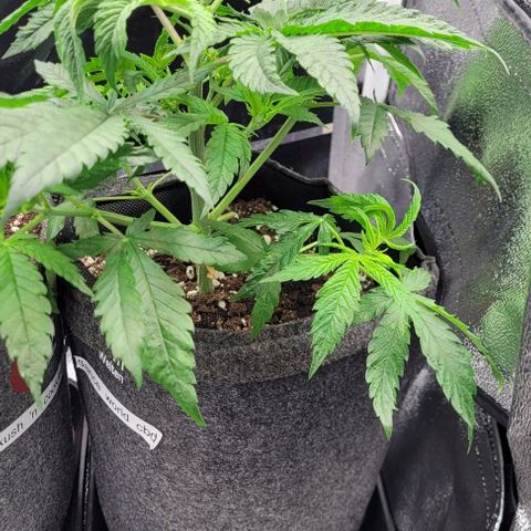 Dance world cbd growlog timeline photo