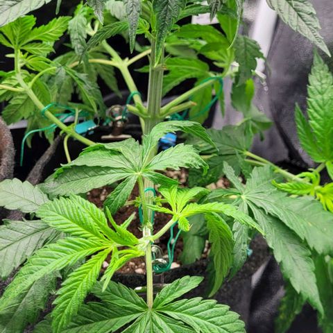 Dance world cbd growlog timeline photo