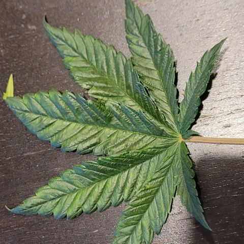 Dance world cbd growlog timeline photo