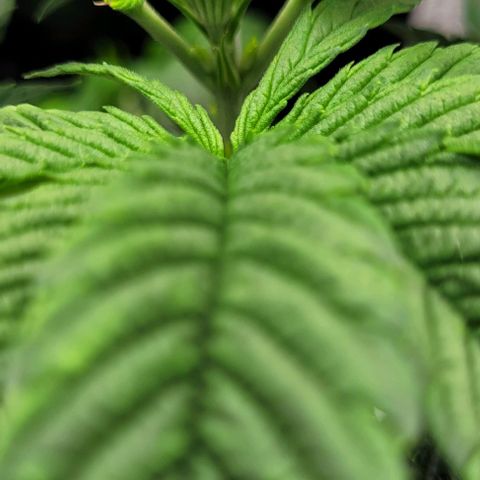 Dance world cbd growlog timeline photo