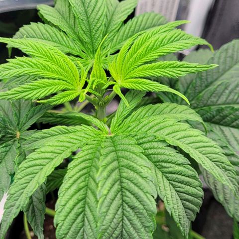 Dance world cbd growlog timeline photo