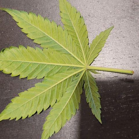 Dance world cbd growlog timeline photo