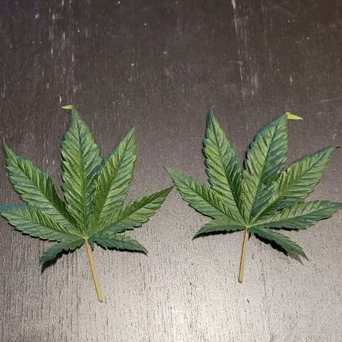 Dance world cbd growlog timeline photo