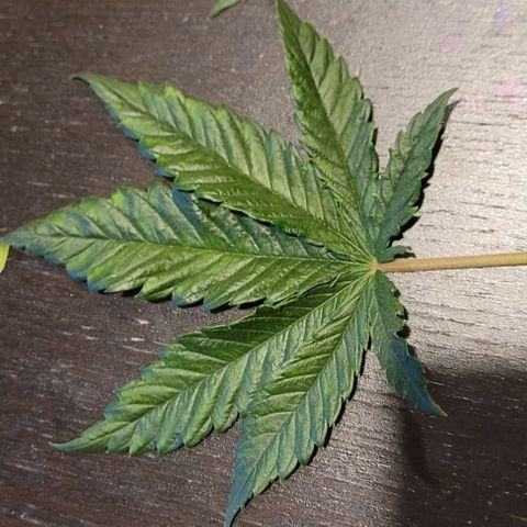Dance world cbd growlog timeline photo