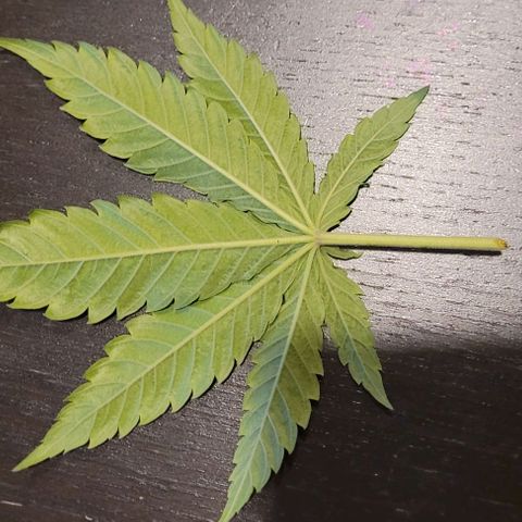Dance world cbd growlog timeline photo
