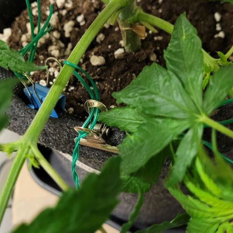 Dance world cbd growlog timeline photo