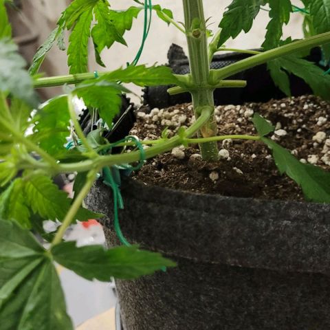 Dance world cbd growlog timeline photo
