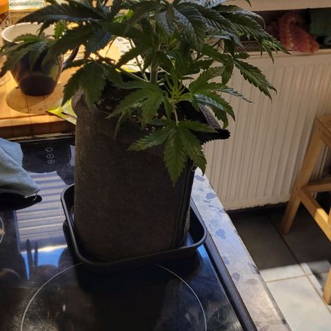 Dance world cbd growlog timeline photo