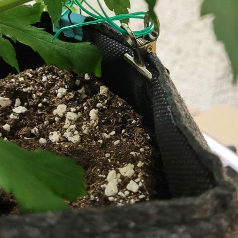 Dance world cbd growlog timeline photo