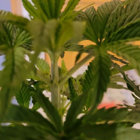 Dance world cbd growlog timeline photo