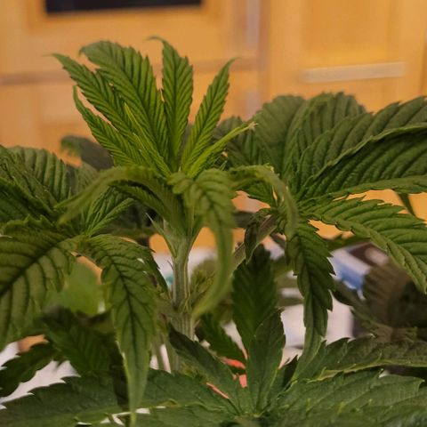 Dance world cbd growlog timeline photo