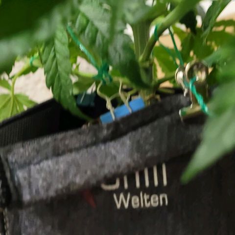 Dance world cbd growlog timeline photo