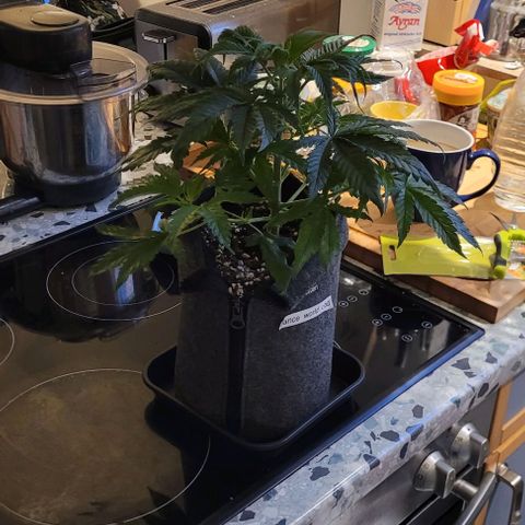 Dance world cbd growlog timeline photo