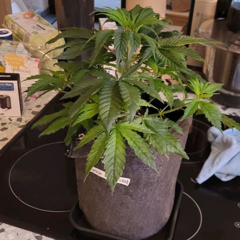 Dance world cbd growlog timeline photo