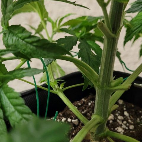 Dance world cbd growlog timeline photo