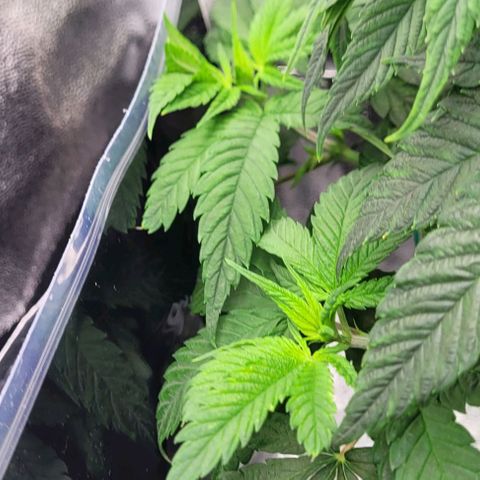 Dance world cbd growlog timeline photo