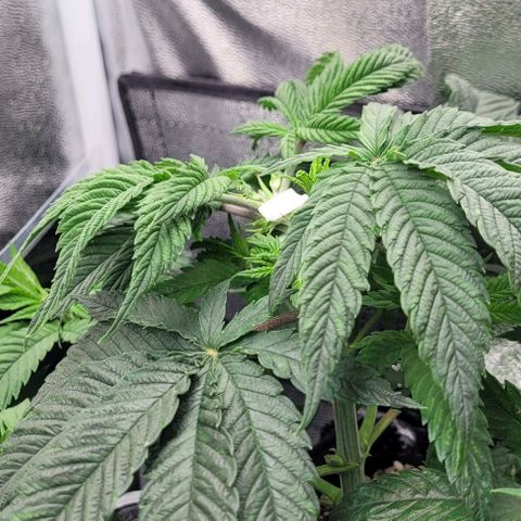 Dance world cbd growlog timeline photo