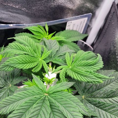 Dance world cbd growlog timeline photo