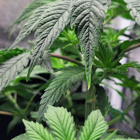 Dance world cbd growlog timeline photo