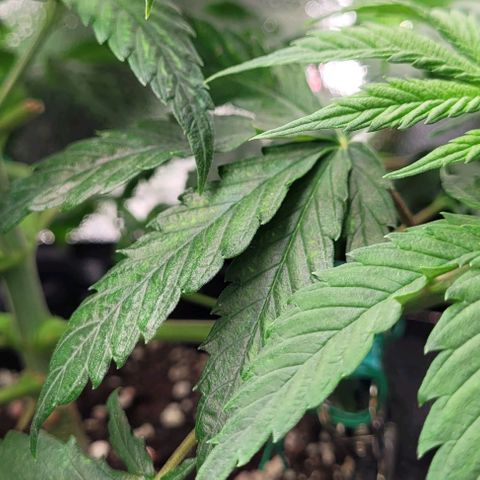 Dance world cbd growlog timeline photo