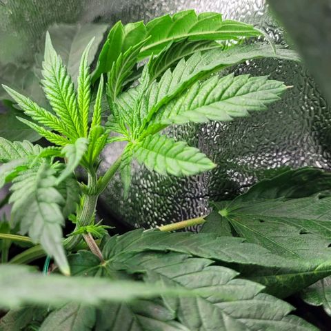 Dance world cbd growlog timeline photo